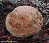 Boletus oliveisporus image