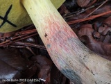 Boletus oliveisporus image