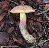 Boletus oliveisporus image