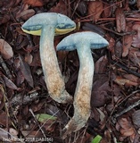 Boletus oliveisporus image