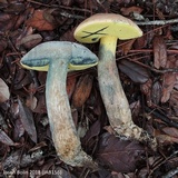Boletus oliveisporus image