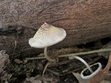 Coprinellus domesticus image