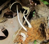 Coprinellus domesticus image