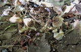 Coprinellus domesticus image