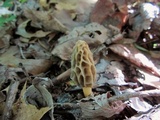Morchella diminutiva image