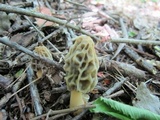 Morchella diminutiva image