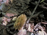 Morchella diminutiva image