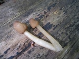 Verpa conica image