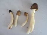 Verpa conica image