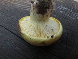 Cantharocybe gruberi image