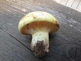 Cantharocybe gruberi image