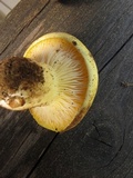 Cantharocybe gruberi image