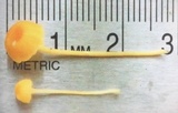 Rickenella fibula image