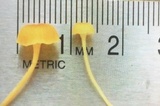 Rickenella fibula image