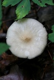Megacollybia rodmanii image