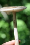 Megacollybia rodmanii image