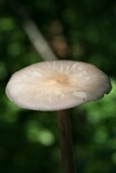 Megacollybia rodmanii image