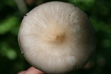 Megacollybia rodmanii image