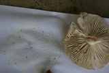 Megacollybia rodmanii image