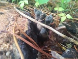 Xylaria polymorpha image