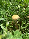 Agrocybe molesta image