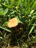 Agrocybe molesta image
