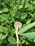 Agrocybe molesta image