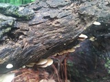 Crepidotus applanatus image