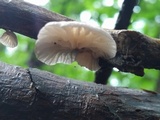 Hemimycena candida image