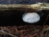 Hemimycena candida image
