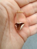 Conocybe apala image