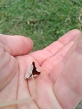 Conocybe apala image