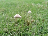 Conocybe apala image