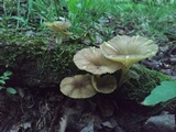 Chrysomphalina strombodes image