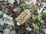 Morchella americana image