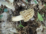 Morchella americana image