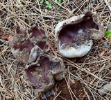 Sarcosphaera coronaria image