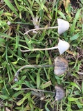 Panaeolus cyanescens image