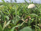 Panaeolus cyanescens image