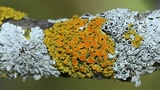 Xanthomendoza hasseana image