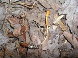 Cordyceps militaris image