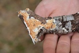 Byssomerulius corium image