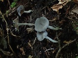 Helvella dissingii image