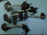 Helvella dissingii image