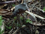 Helvella dissingii image