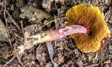 Boletellus emodensis image
