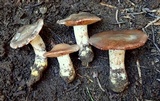 Cortinarius flavobasilis image
