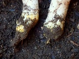Cortinarius flavobasilis image