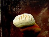 Ganoderma resinaceum image
