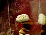 Ganoderma resinaceum image